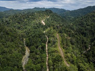 Indonesian forests pay the price for the growing global biomass energy demand