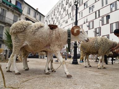 Algeria plans to import one million sheep ahead of Islam’s Eid Al-Adha